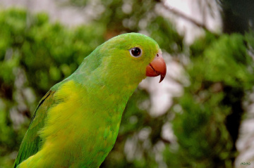 Plain Parakeet