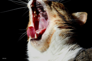 Yawn