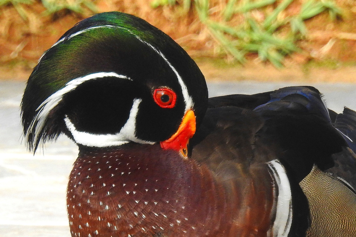 Pato Carolino