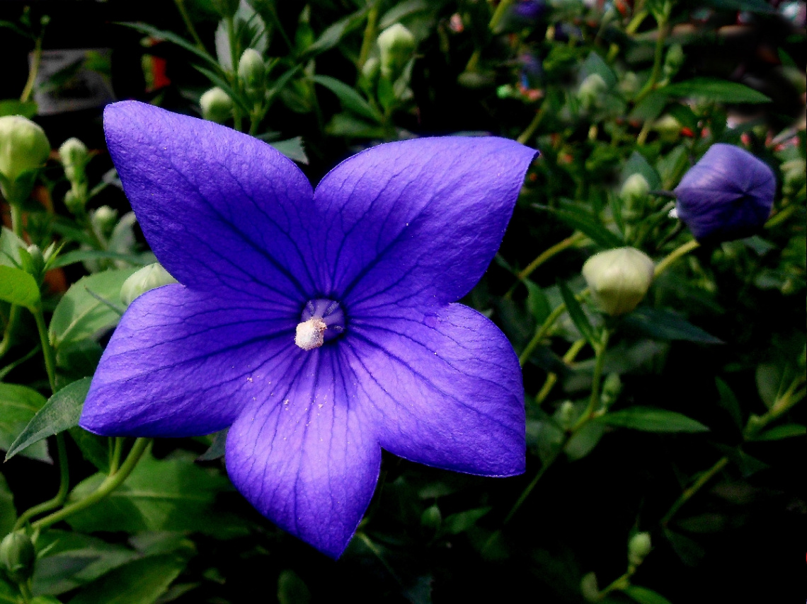 BLÜTE