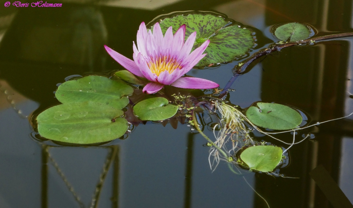 Lotus
