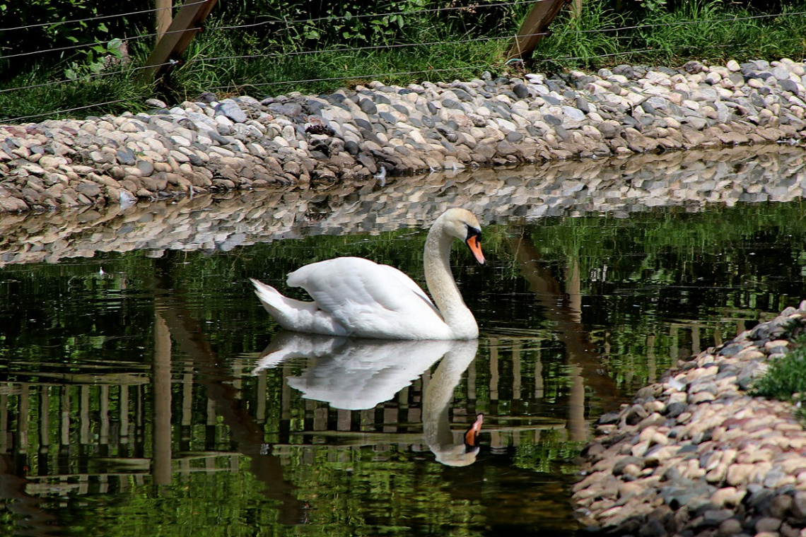 Kuğu