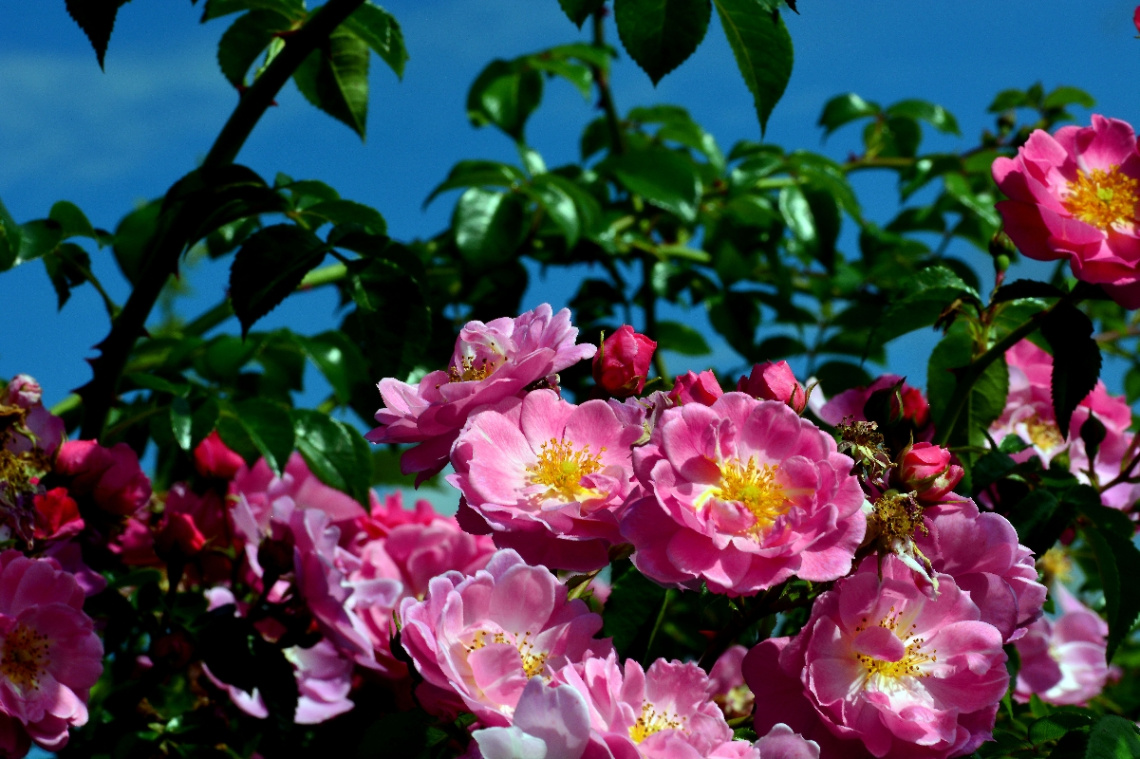 BLÜTEN