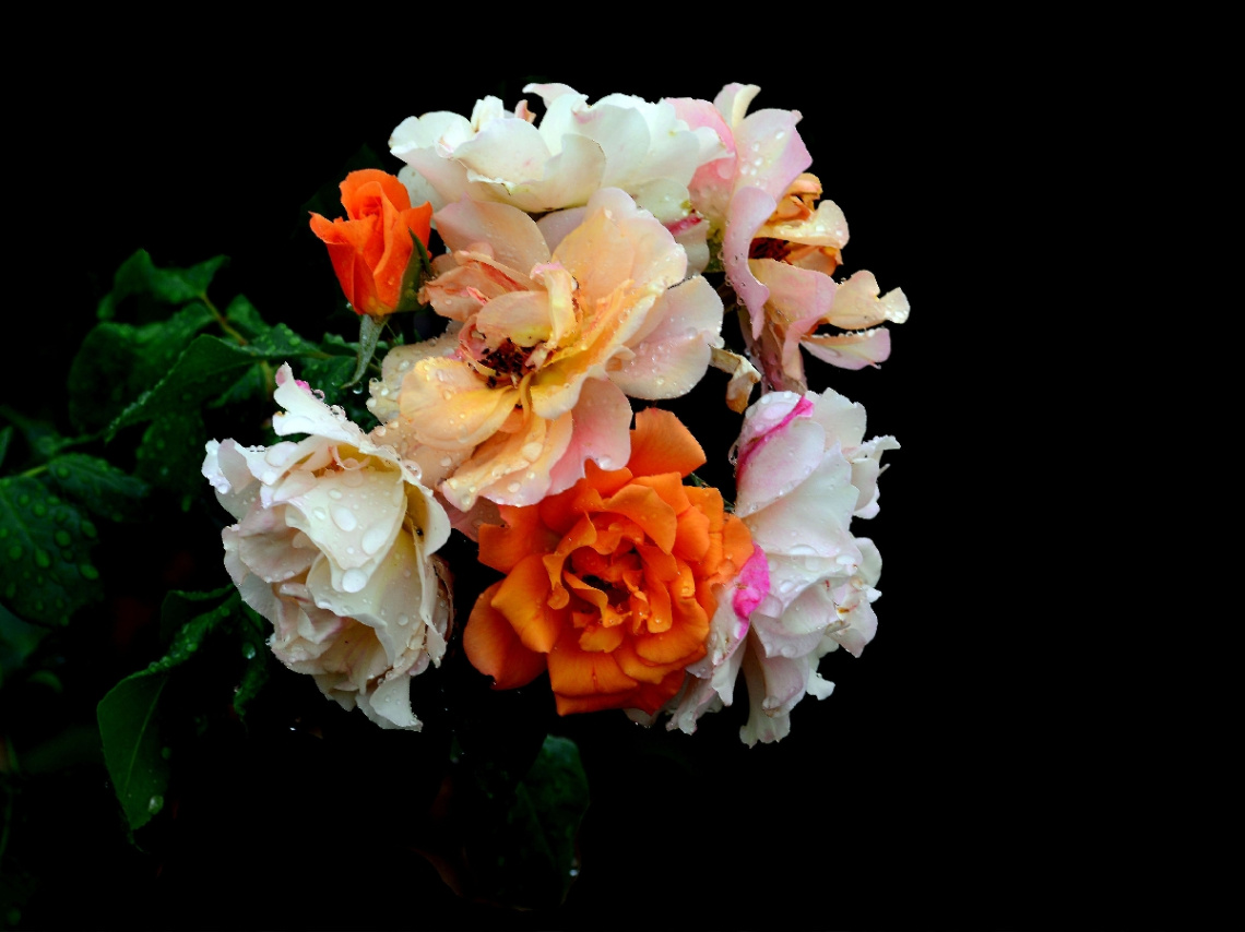 ROSEN