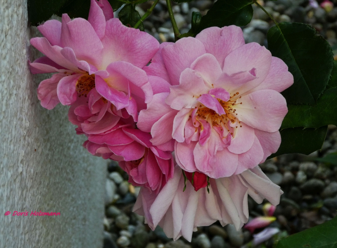 roses