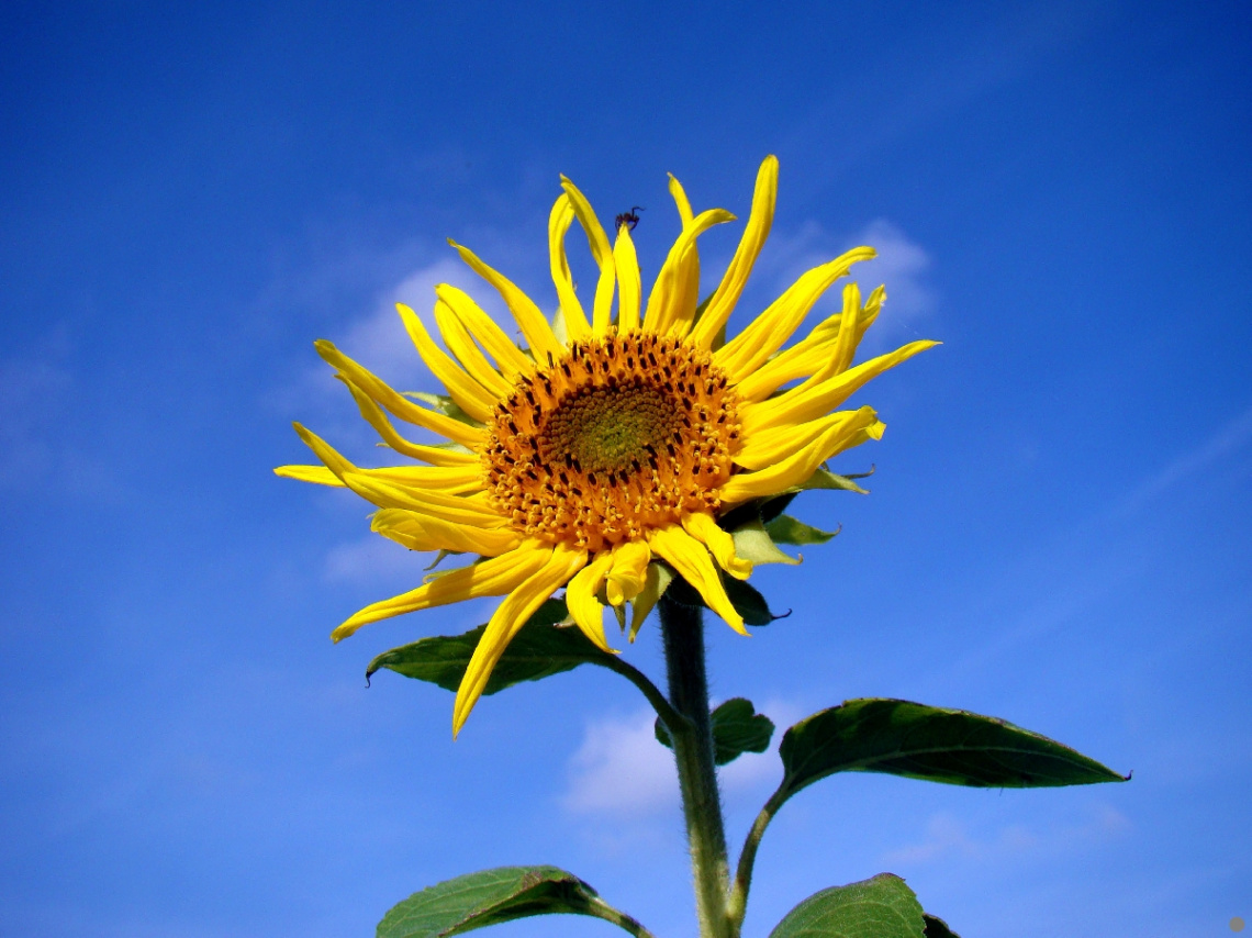 BLÜTE
