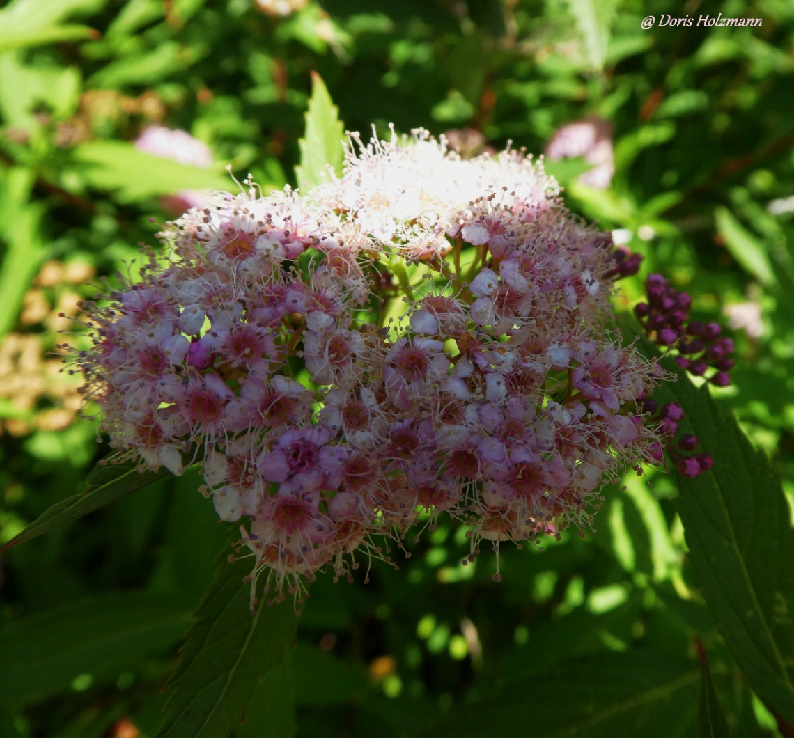 blossoms