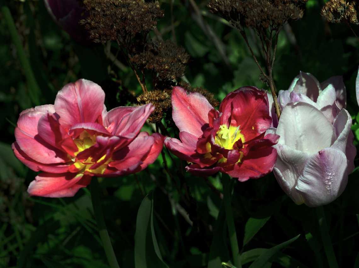 TULPEN