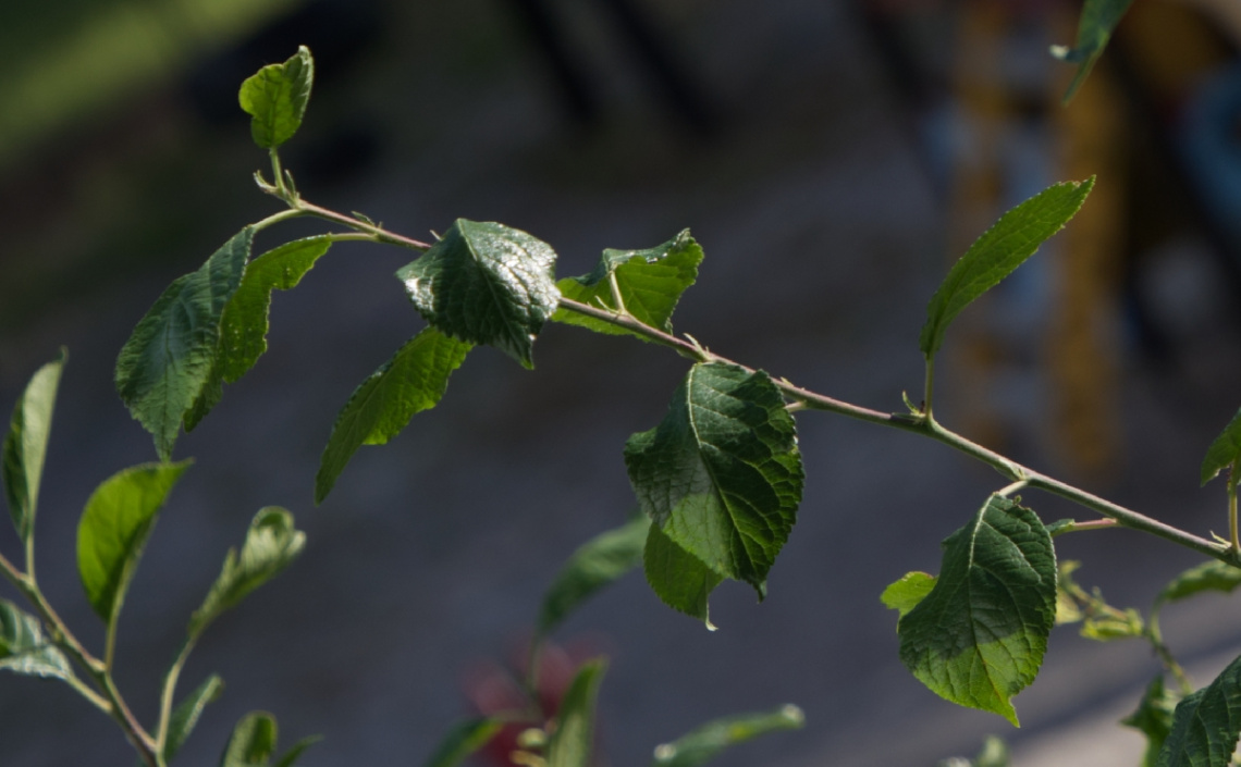 Green Season .....