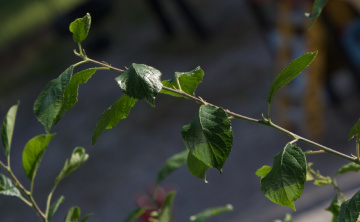 Green Season .....