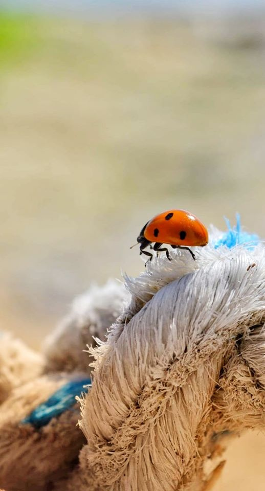 ladybug