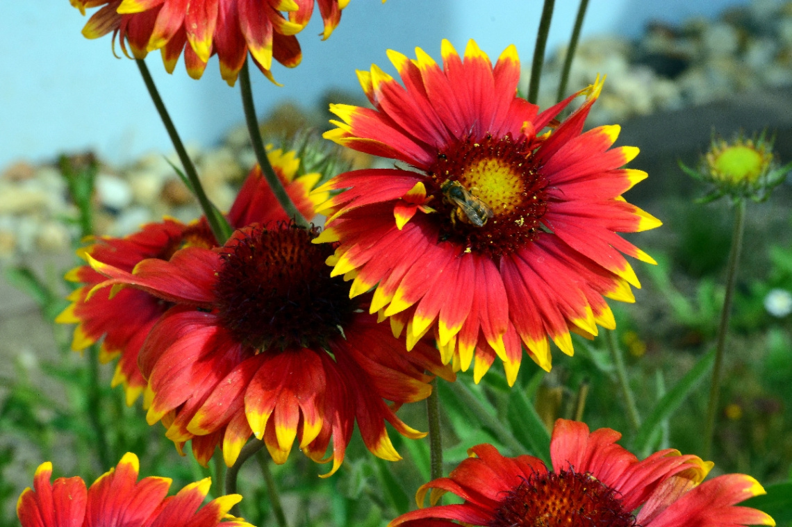 BLÜTEN