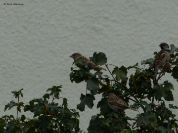 sparrows