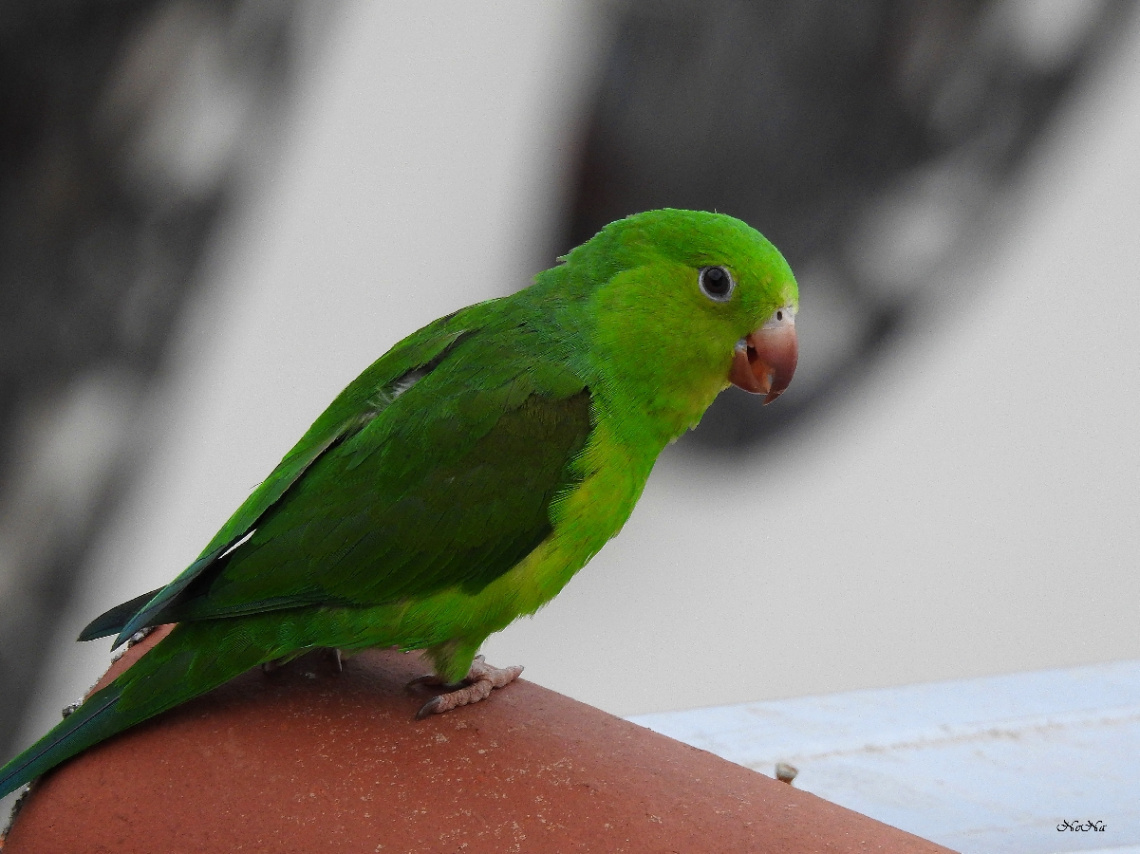 Periquito