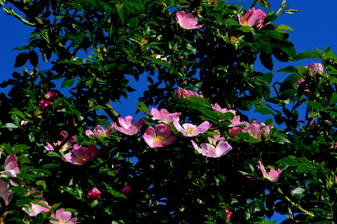 BLÜTEN