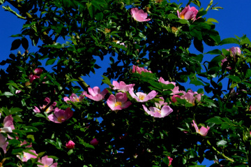BLÜTEN