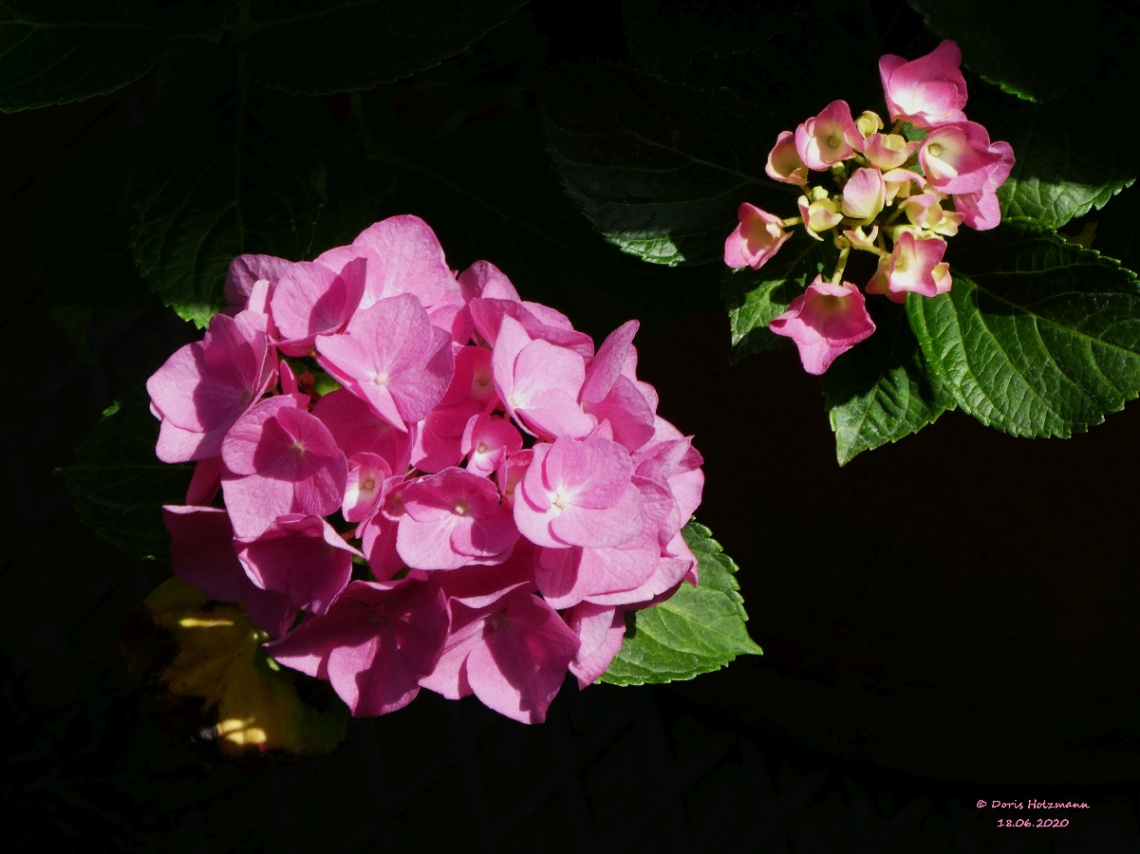 hydrangea