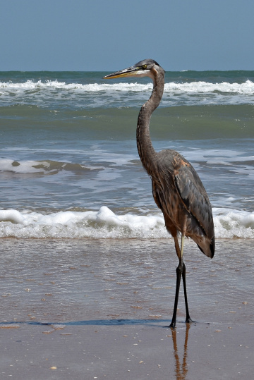 Mr. Harry H Heron III