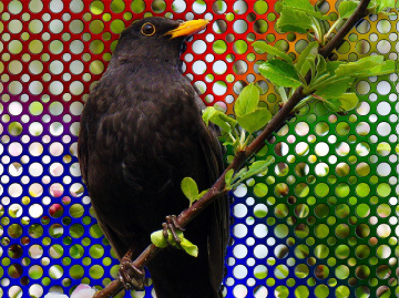 AMSEL