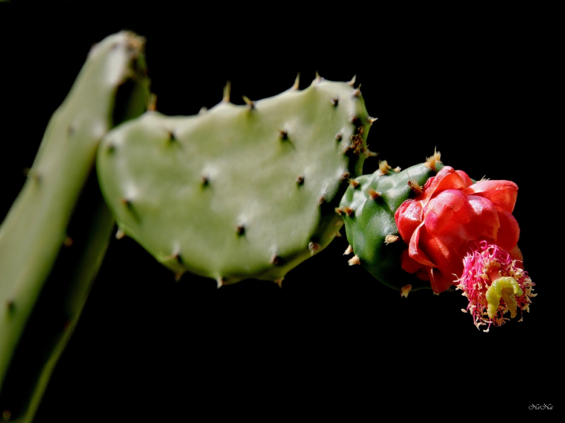 Opuntia cochenillifera