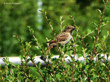 sparrow