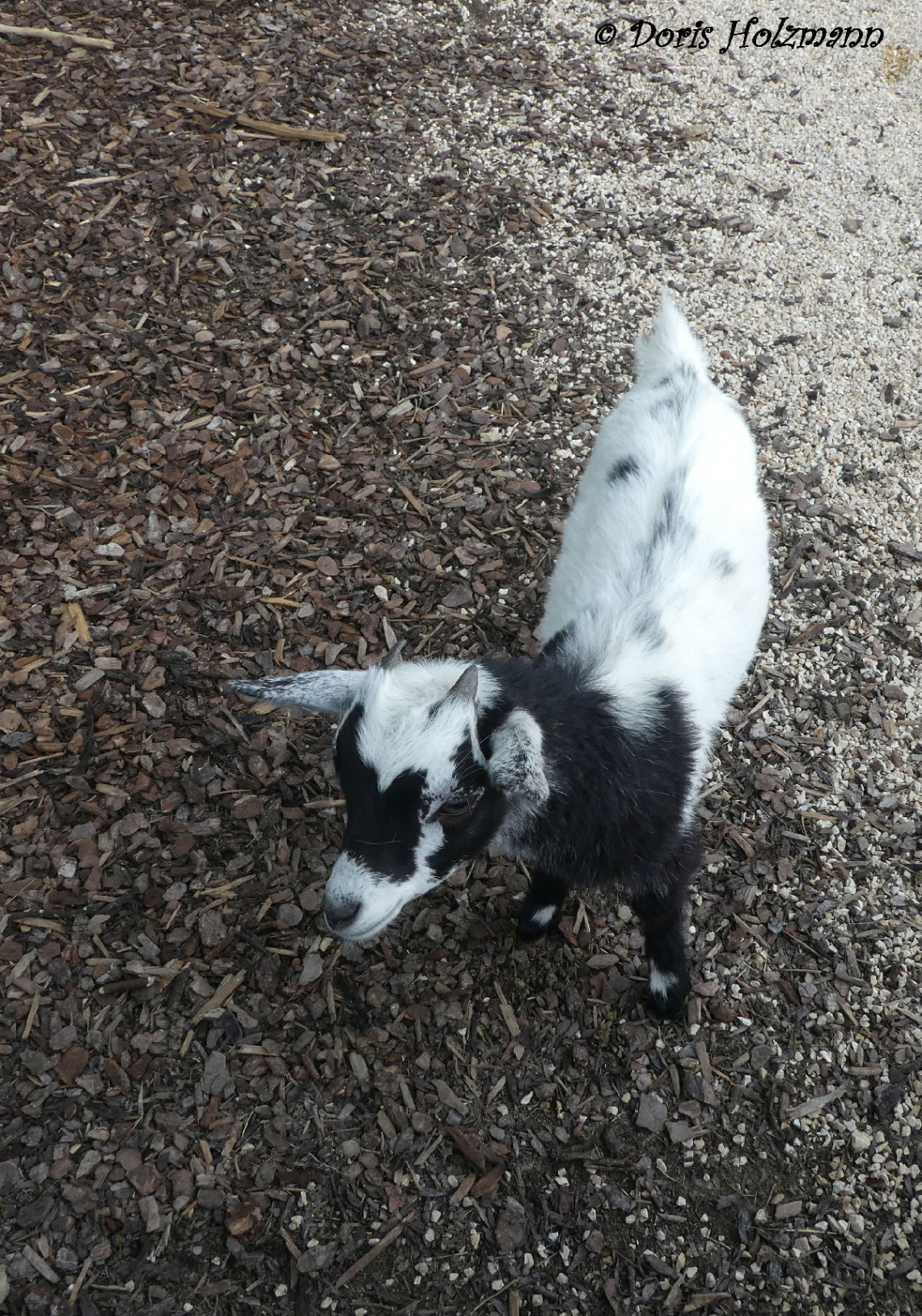young goat