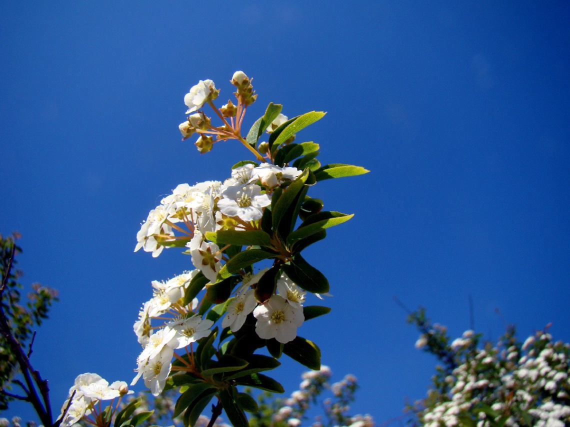 BLÜTEN