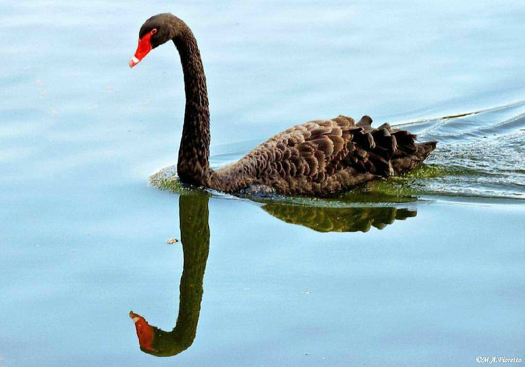 Reflexo