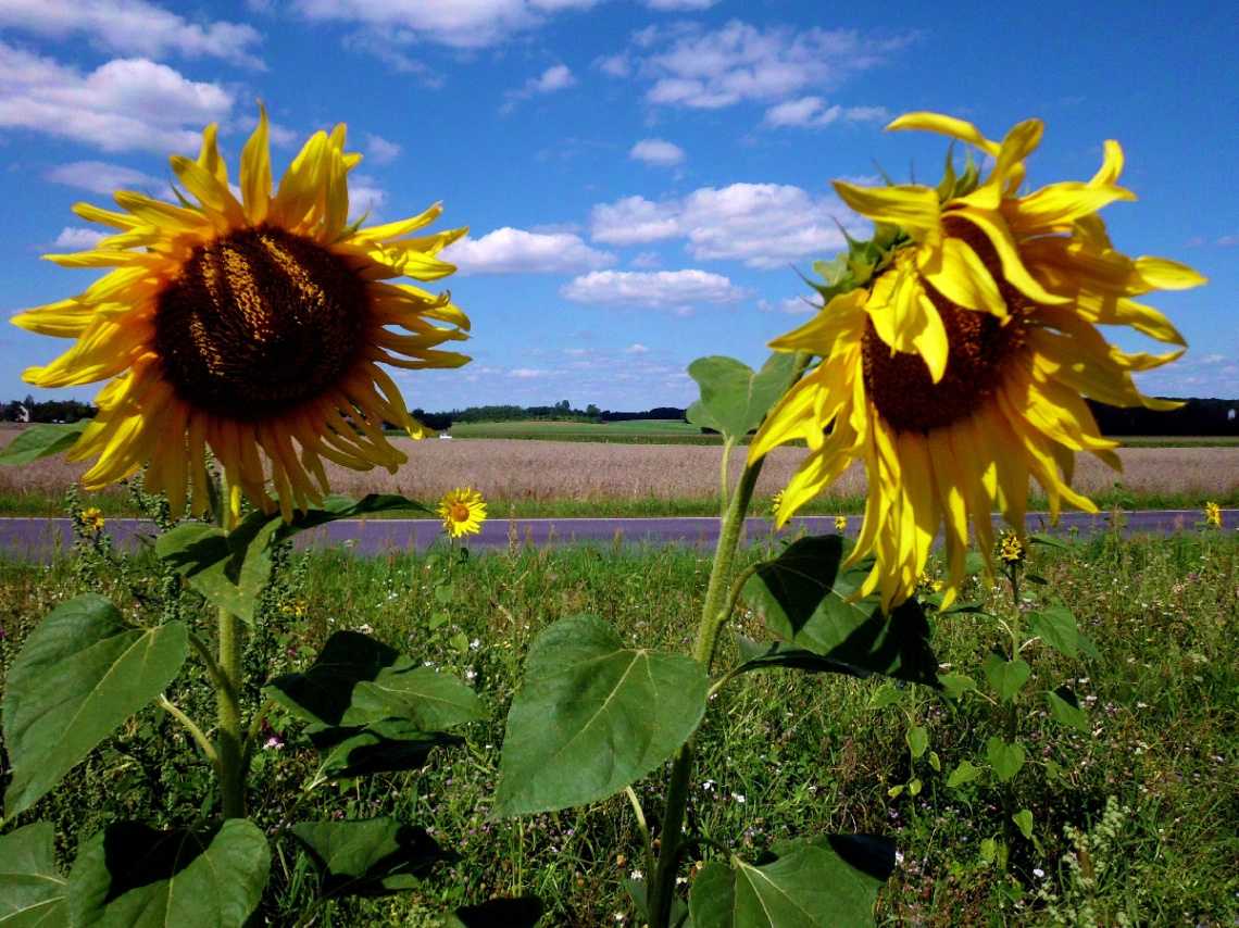 SONNENBLUMEN 