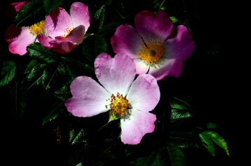 BLÜTEN