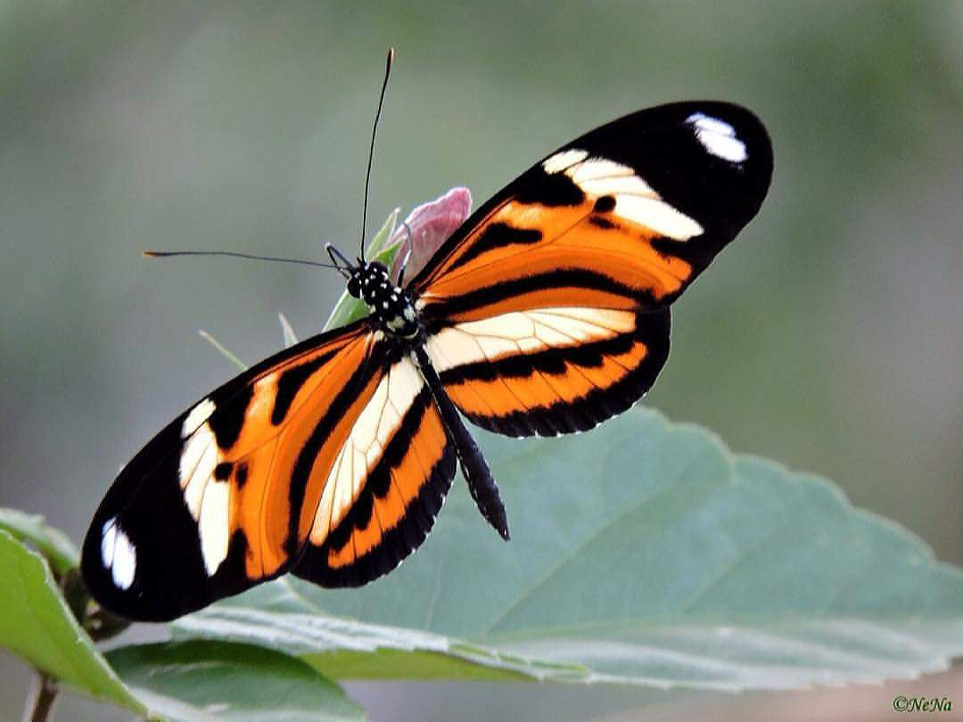 Mechanitis lysimnia