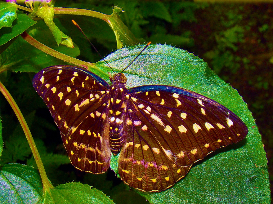 SCHMETTERLING 
