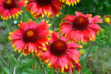 BLÜTEN