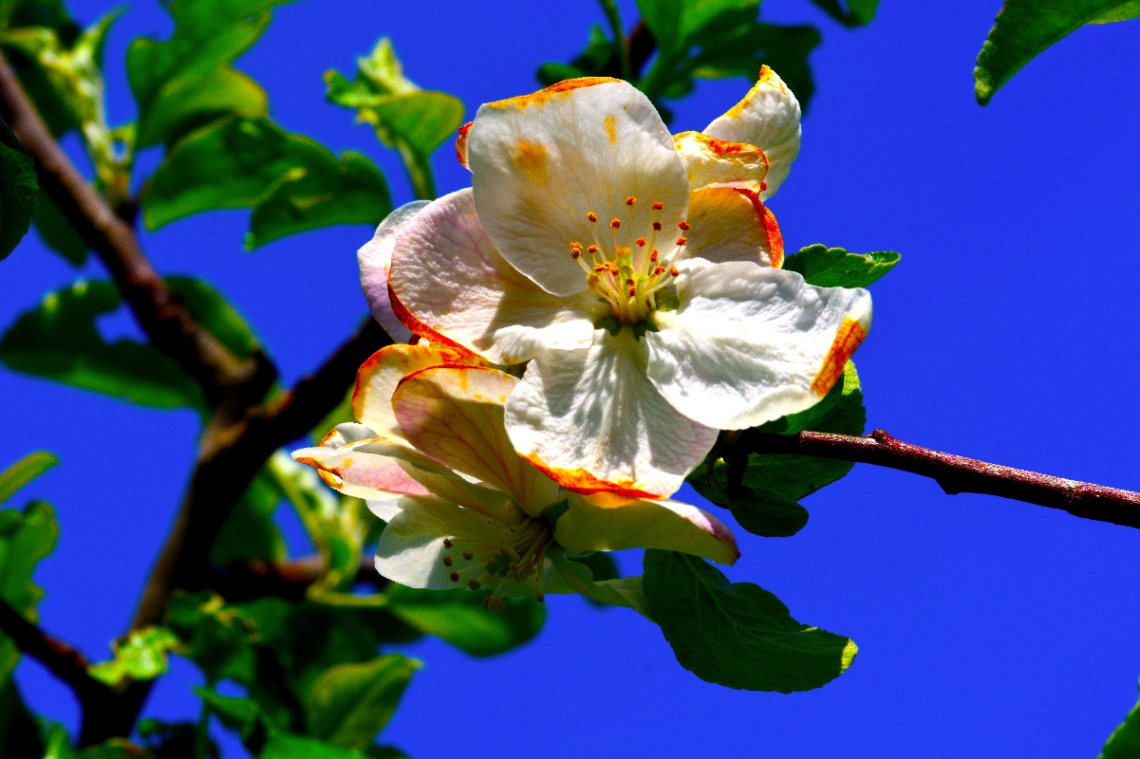 BLÜTEN