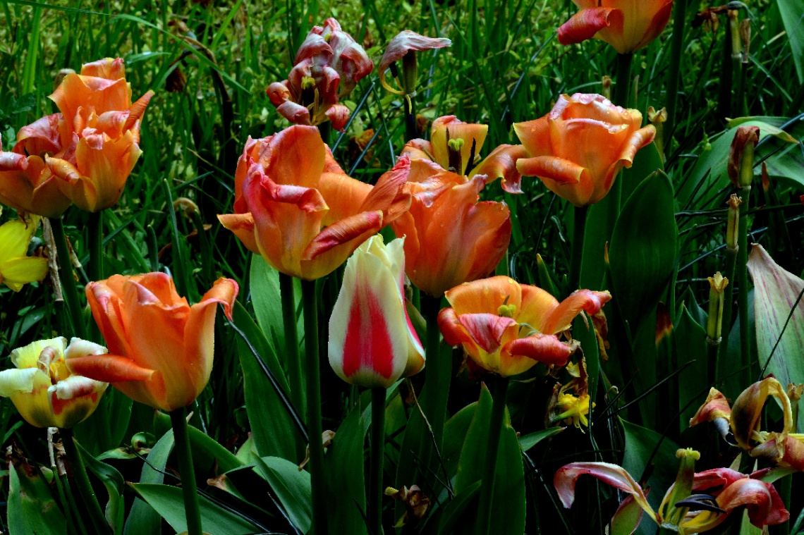 TULPEN