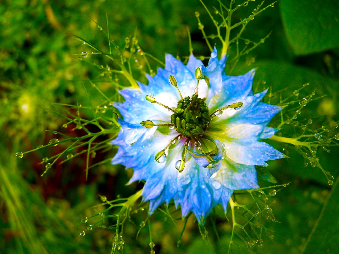 BLÜTE