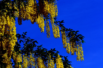 BLÜTEN