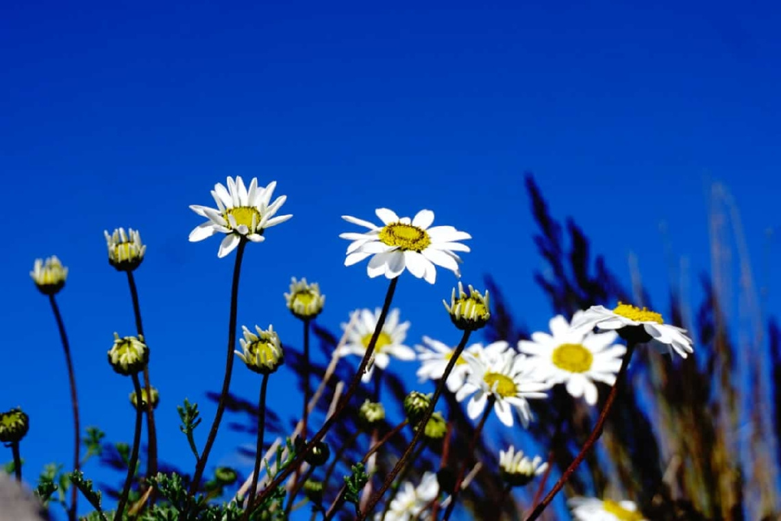 Miniciks Hayatlar  PAPATYA 