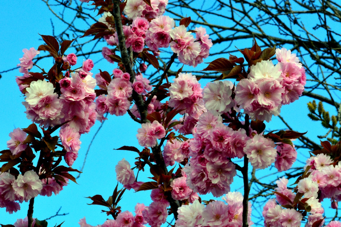 BLÜTEN