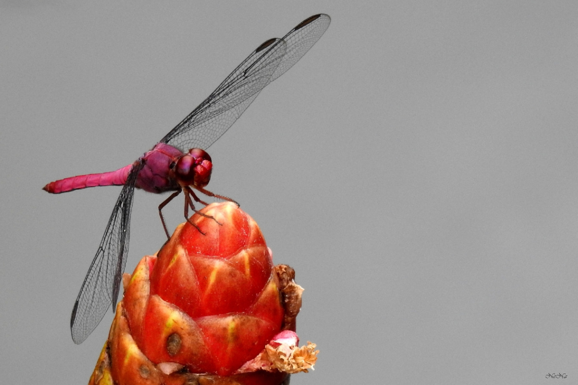 Dragonfly