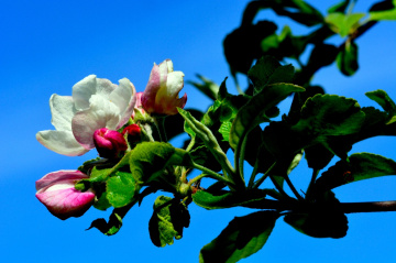 BLÜTEN
