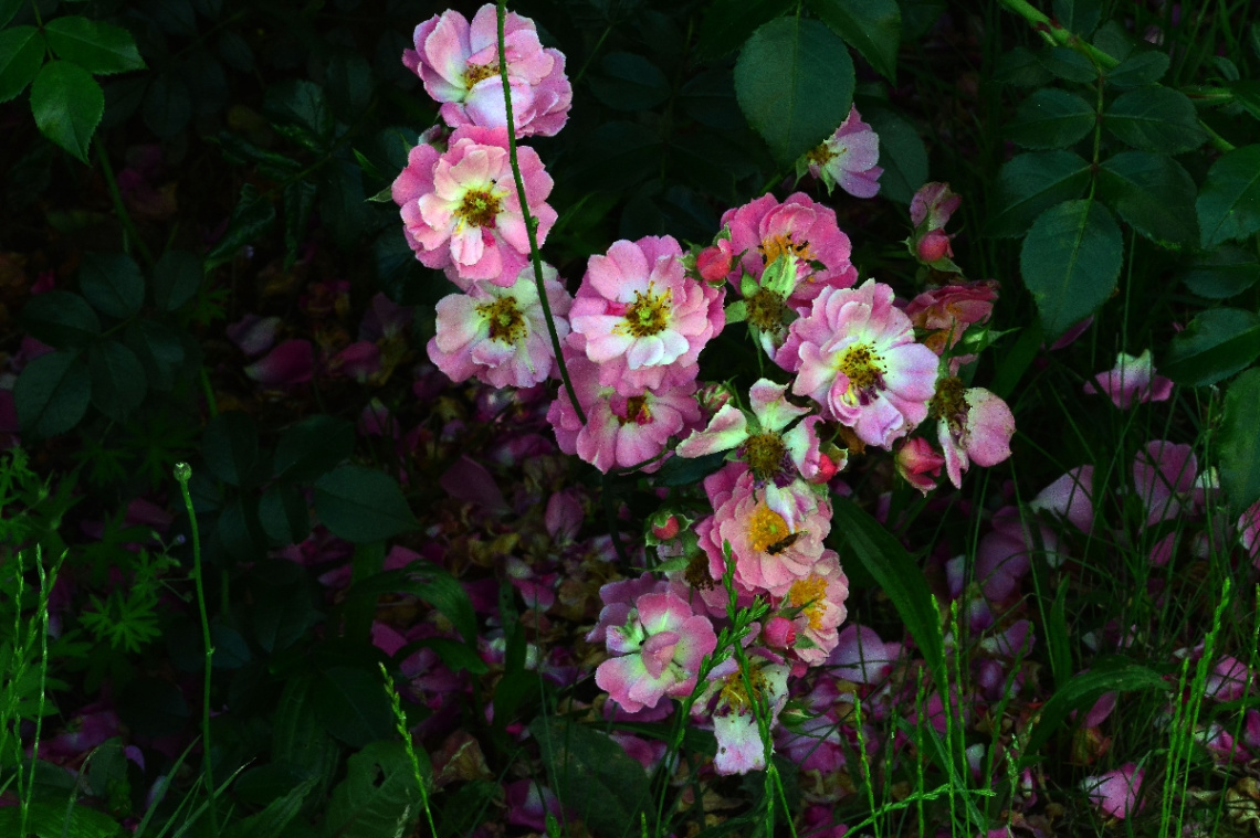 ROSEN