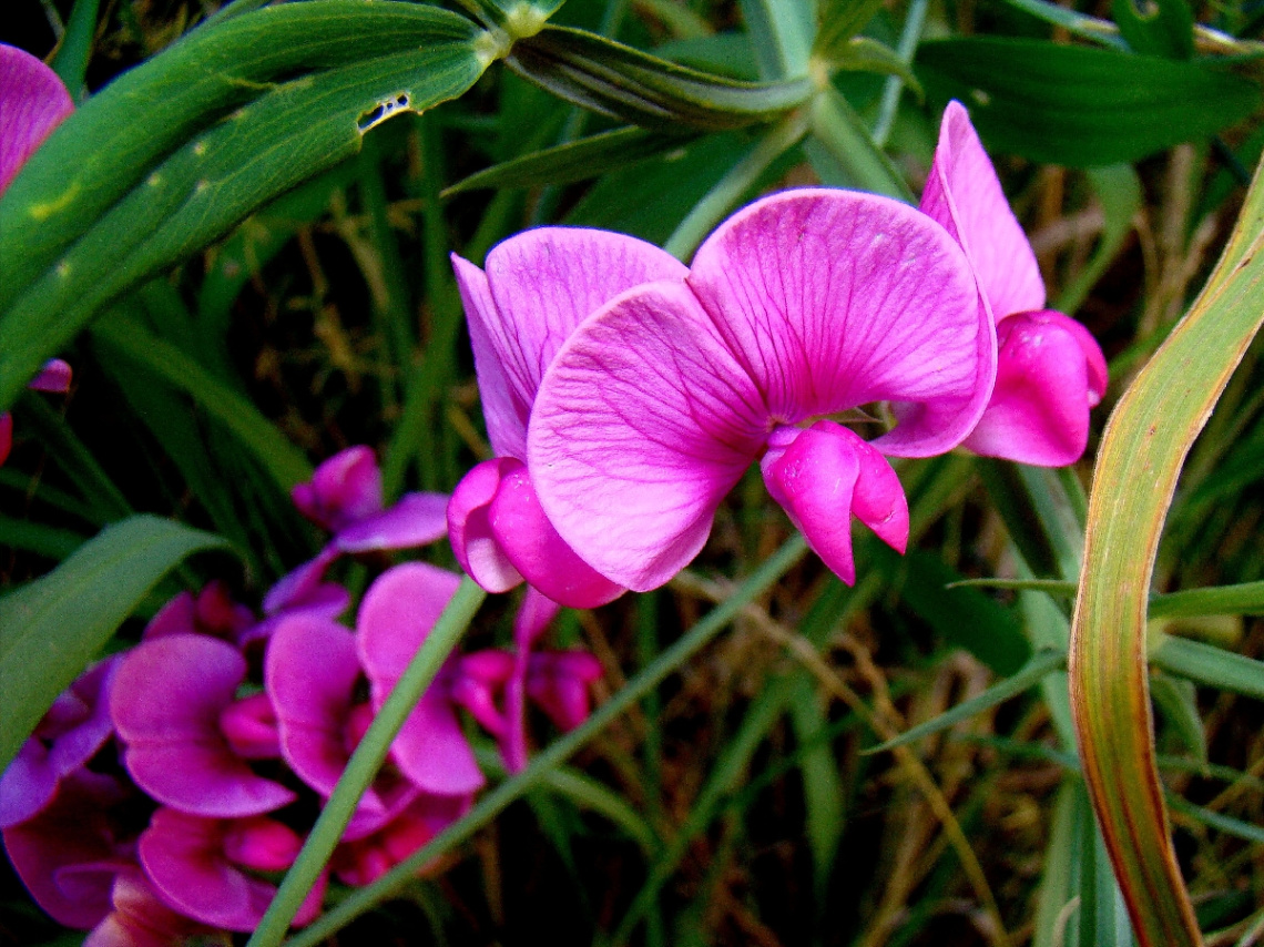BLÜTEN