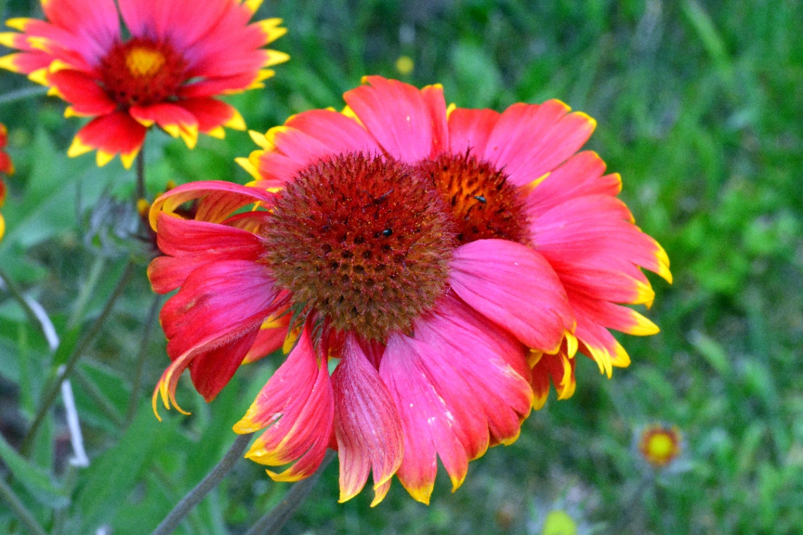 BLÜTEN