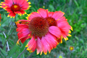 BLÜTEN