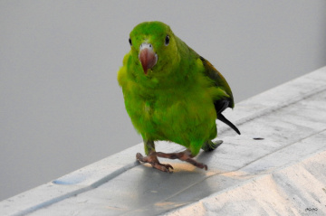 Walking on the roof