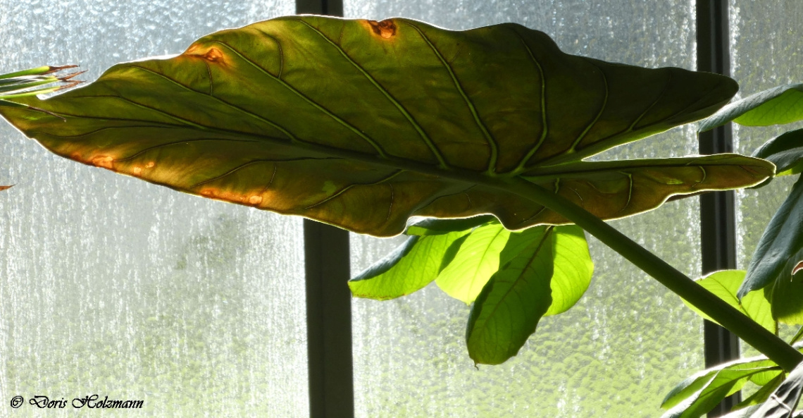 leaf