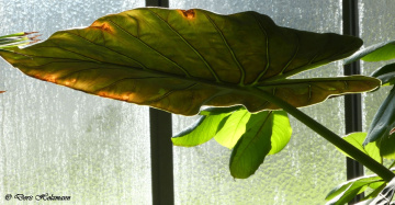 leaf