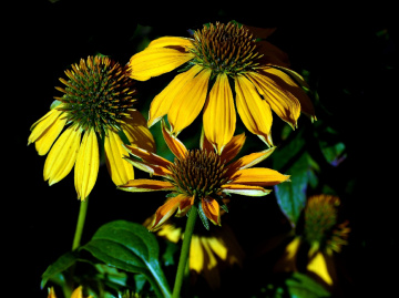 BLÜTEN