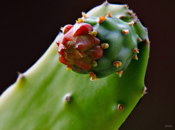 Cactus flower button